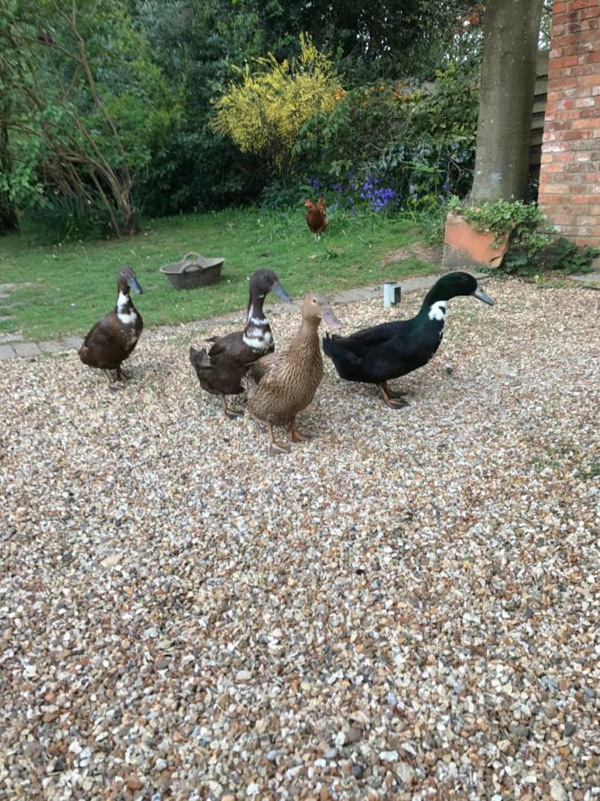 The Garden Ringwood